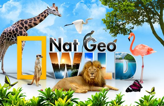 Nat Geo Wild PSD